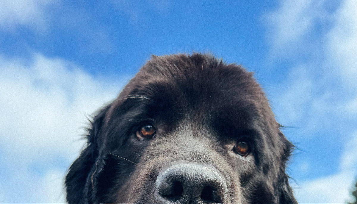A close-up low-angle view of a black dog's face against a bright blue sky with white clouds.